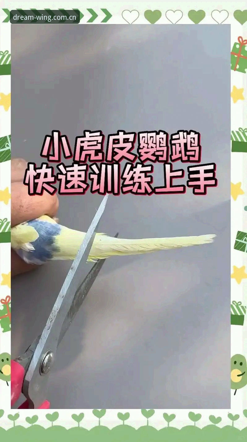 小鸟体育版本更新使用教程——老用户教你如何快速上手新功能