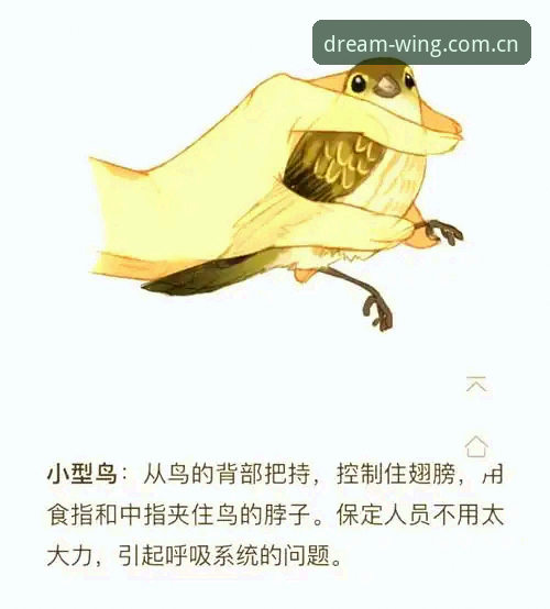 揭秘小鸟体育安全吗使用技巧：资深分析师带你避坑指南